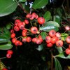 Pyracantha coccinea